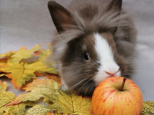 Liste des fruits & légumes comestibles