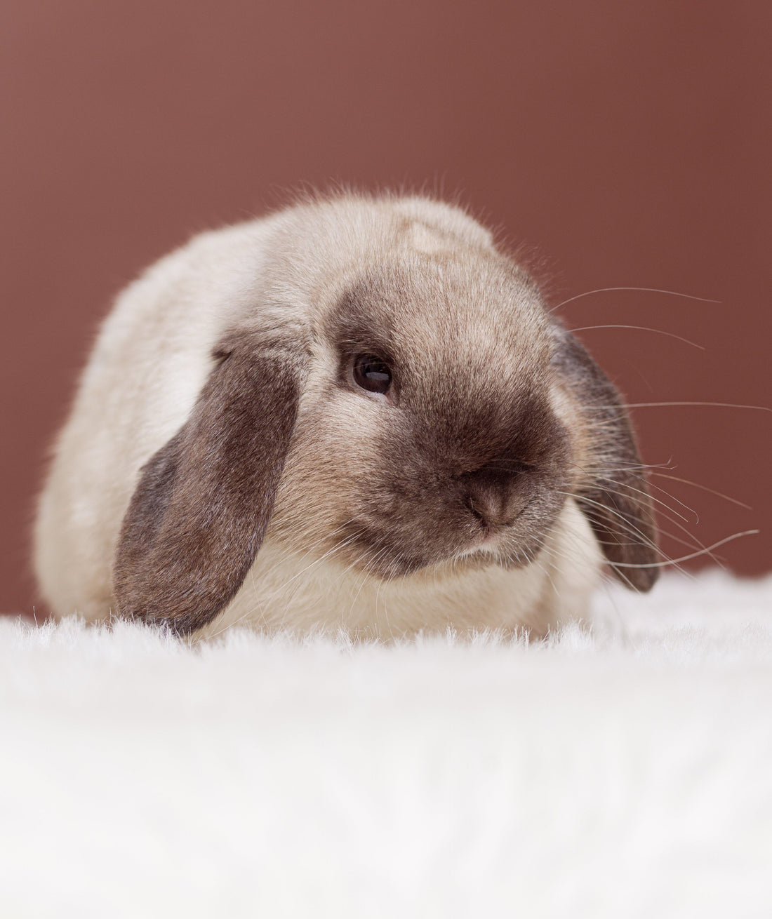 Le Guide du Lapin nain Bélier