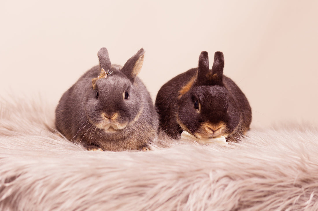 Le guide du lapin nain