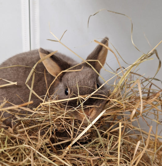 Le foin : l'aliment essentiel ! 🌱
