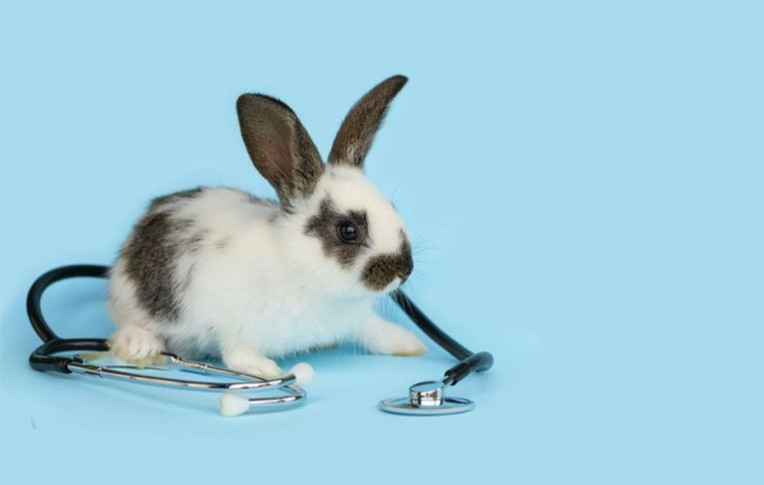 🐾 Vétérinaire NAC - Haut-de-france 🩺