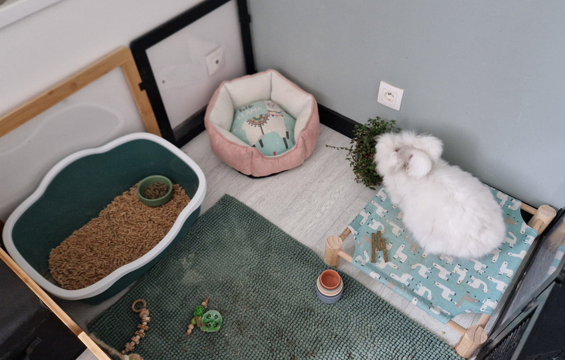 L'habitat idéal du lapin 🐰