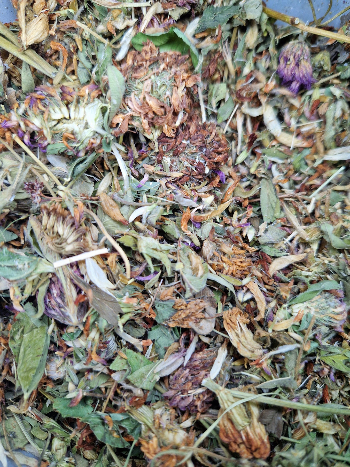 Fleurs de trèfle rouge 100g